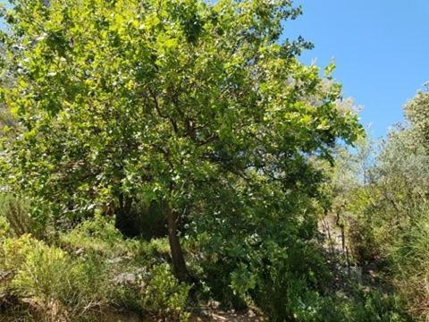 Cabane Dans Les Arbres "La Kaz Aux Cigales" キュエール エクステリア 写真
